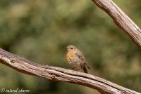 naturalcharms-fotografie-natuur-natuurfotografie-vogel-roodborstje-robin-16