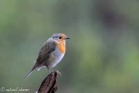 naturalcharms-fotografie-natuur-natuurfotografie-vogel-roodborstje-robin-18
