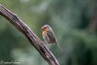 naturalcharms-fotografie-natuur-natuurfotografie-vogel-roodborstje-robin-19