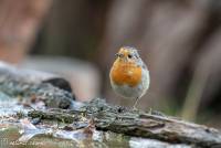 naturalcharms-fotografie-natuur-natuurfotografie-vogel-roodborstje-robin-3