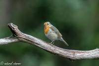 naturalcharms-fotografie-natuur-natuurfotografie-vogel-roodborstje-robin-9