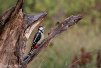 naturalcharms-fotografie-natuur-vogel-bonte specht-woodpecker-2