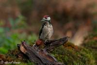 naturalcharms-fotografie-natuur-vogel-bonte specht-woodpecker-3