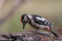 naturalcharms-fotografie-natuur-vogel-bonte specht-woodpecker-6