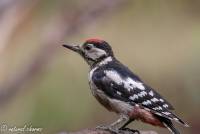 naturalcharms-fotografie-natuur-vogel-bonte specht-woodpecker-7