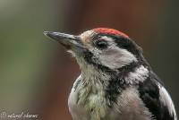 naturalcharms-fotografie-natuur-vogel-bonte specht-woodpecker-9