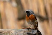 naturalcharms-fotografie-natuurfotografie-vogels-gekraagde roodstaart-phoenicurus-collared redstart-vogelhut-arjan troost-2019-7966