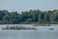 naturalcharms-fotografie-natuur-natuurfotografie-nederland-oostvaardersplassen-vogels-aalscholver-cormorant-5