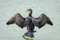 naturalcharms-fotografie-natuur-natuurfotografie-nederland-oostvaardersplassen-vogels-aalscholver-cormorant-9