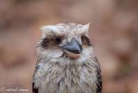 naturalcharms-fotografie-natuur-natuurfotografie-roofvogel-vogel-kookaburra-8