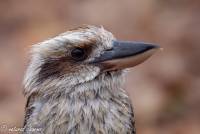 naturalcharms-fotografie-natuur-natuurfotografie-roofvogel-vogel-kookaburra-9
