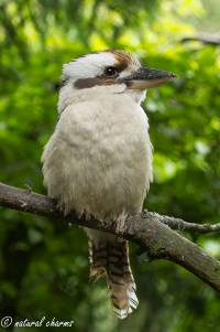 naturalcharms-fotografie-natuur-nederland-vogels-tamman indonesia-kookaburra-1