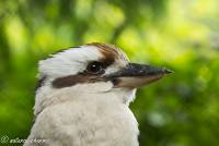 naturalcharms-fotografie-natuur-nederland-vogels-tamman indonesia-kookaburra-2