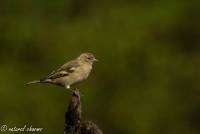 naturalcharms-fotografie-natuur-natuurfotografie-vogel-vink-vink vrouwtje-finch-finch female-1