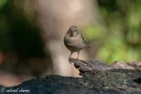 naturalcharms-fotografie-natuur-natuurfotografie-vogel-vink-vink vrouwtje-finch-finch female-11