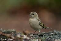 naturalcharms-fotografie-natuur-natuurfotografie-vogel-vink-vink vrouwtje-finch-finch female-14